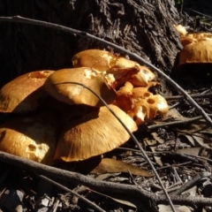 Gymnopilus junonius at Molonglo Valley, ACT - 28 Apr 2022 10:07 AM