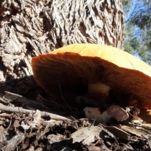 Gymnopilus junonius at Molonglo Valley, ACT - 28 Apr 2022 10:07 AM