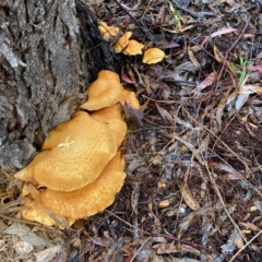 Gymnopilus junonius at Molonglo Valley, ACT - 28 Apr 2022