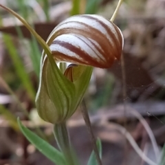 Diplodium truncatum (Little Dumpies, Brittle Greenhood) at Black Mountain - 3 May 2022 by mlech