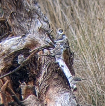 Stizoptera bichenovii (Double-barred Finch) at Mullengandra, NSW - 4 May 2022 by Darcy