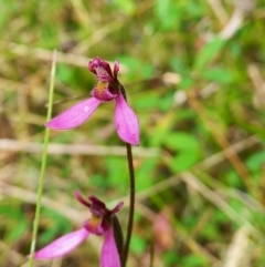 Eriochilus magenteus (Magenta autumn orchid) at Tennent, ACT - 16 Feb 2022 by mlech
