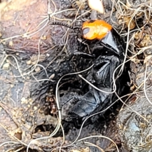 Creophilus erythrocephalus at Stromlo, ACT - 4 May 2022