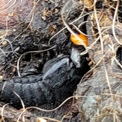 Creophilus erythrocephalus at Stromlo, ACT - 4 May 2022