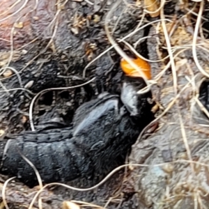 Creophilus erythrocephalus at Stromlo, ACT - 4 May 2022