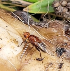 Unidentified True fly (Diptera) (TBC) at Stromlo, ACT - 4 May 2022 by trevorpreston