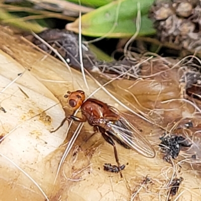 Unidentified Other true fly at Stromlo, ACT - 4 May 2022 by trevorpreston