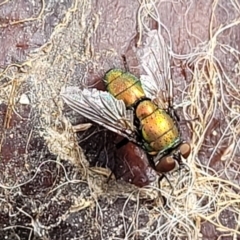 Lucilia sp. (genus) (A blowfly) at Stromlo, ACT - 4 May 2022 by trevorpreston