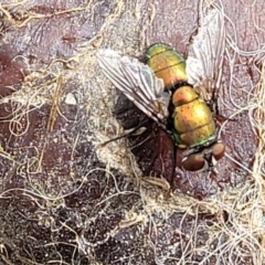 Lucilia sp. (genus) at Stromlo, ACT - 4 May 2022