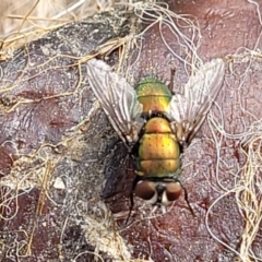 Lucilia sp. (genus) at Stromlo, ACT - 4 May 2022