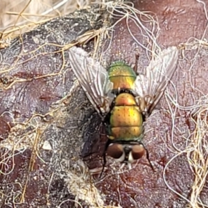 Lucilia sp. (genus) at Stromlo, ACT - 4 May 2022 11:30 AM