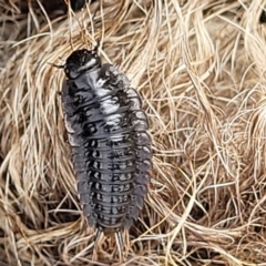 Ptomaphila lacrymosa (Carrion Beetle) at Stromlo, ACT - 4 May 2022 by trevorpreston