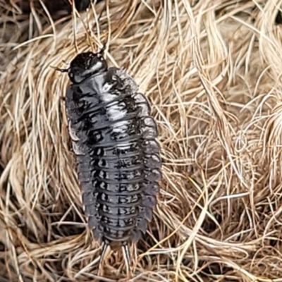 Ptomaphila lacrymosa (Carrion Beetle) at Stromlo, ACT - 4 May 2022 by trevorpreston