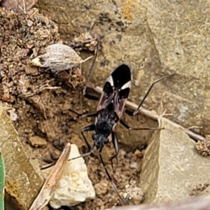 Dieuches sp. (genus) at Stromlo, ACT - 4 May 2022