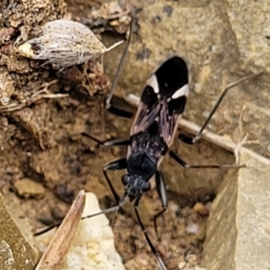 Dieuches sp. (genus) at Stromlo, ACT - 4 May 2022