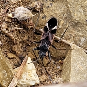 Dieuches sp. (genus) at Stromlo, ACT - 4 May 2022