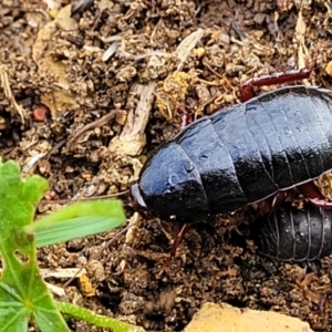 Platyzosteria similis at Stromlo, ACT - 4 May 2022