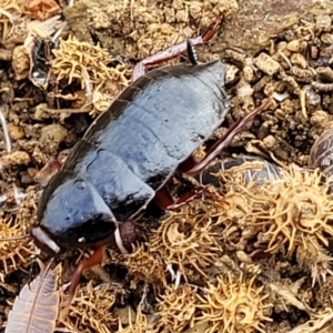 Platyzosteria similis at Stromlo, ACT - 4 May 2022