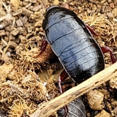 Platyzosteria similis at Stromlo, ACT - 4 May 2022