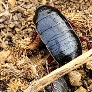 Platyzosteria similis at Stromlo, ACT - 4 May 2022