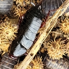 Platyzosteria similis at Stromlo, ACT - 4 May 2022