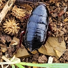 Platyzosteria similis at Stromlo, ACT - 4 May 2022