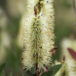 Callistemon pallidus at Paddys River, ACT - 6 Dec 2021