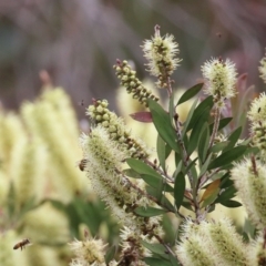 Callistemon pallidus at Paddys River, ACT - 6 Dec 2021