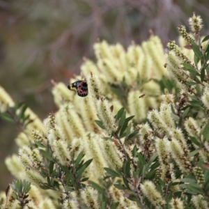 Callistemon pallidus at Paddys River, ACT - 6 Dec 2021