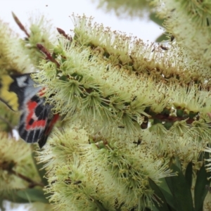 Callistemon pallidus at Paddys River, ACT - 6 Dec 2021