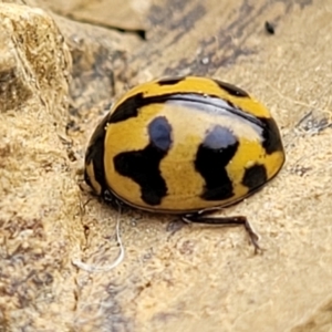 Coccinella transversalis at Stromlo, ACT - 4 May 2022