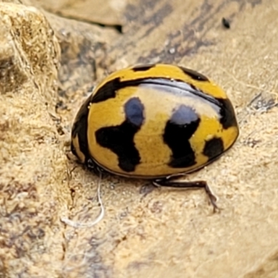 Coccinella transversalis (Transverse Ladybird) at Stromlo, ACT - 4 May 2022 by trevorpreston