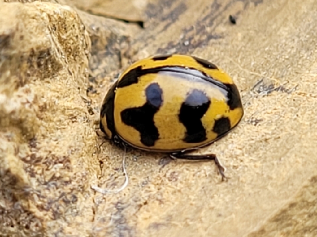 Coccinella transversalis at Stromlo, ACT - 4 May 2022