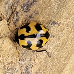 Coccinella transversalis at Stromlo, ACT - 4 May 2022