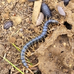 Ethmostigmus rubripes (Giant centipede) at Stromlo, ACT - 4 May 2022 by trevorpreston