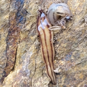 Anzoplana trilineata at Stromlo, ACT - 4 May 2022 11:25 AM