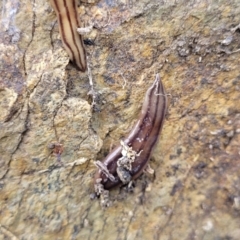 Anzoplana trilineata at Stromlo, ACT - 4 May 2022 11:25 AM