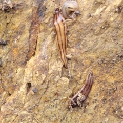 Anzoplana trilineata at Stromlo, ACT - 4 May 2022 11:25 AM