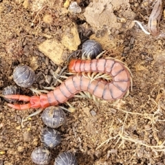 Cormocephalus aurantiipes (Orange-legged Centipede) at Stromlo, ACT - 4 May 2022 by trevorpreston