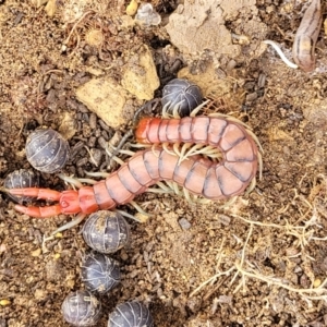 Cormocephalus aurantiipes at Stromlo, ACT - 4 May 2022