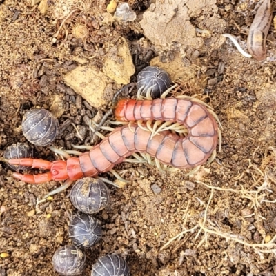 Cormocephalus aurantiipes (Orange-legged Centipede) at Stromlo, ACT - 4 May 2022 by trevorpreston