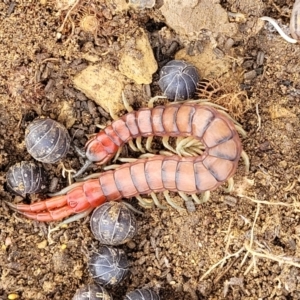 Cormocephalus aurantiipes at Stromlo, ACT - 4 May 2022 11:24 AM