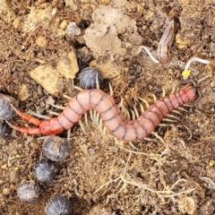 Cormocephalus aurantiipes at Stromlo, ACT - 4 May 2022 11:24 AM