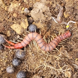 Cormocephalus aurantiipes at Stromlo, ACT - 4 May 2022