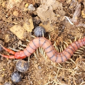 Cormocephalus aurantiipes at Stromlo, ACT - 4 May 2022 11:24 AM