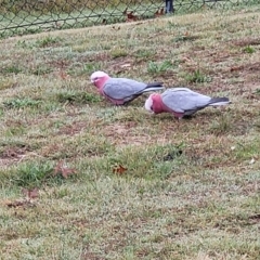 Eolophus roseicapilla (Galah) at Stromlo, ACT - 4 May 2022 by trevorpreston