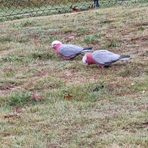 Eolophus roseicapilla at Stromlo, ACT - 4 May 2022