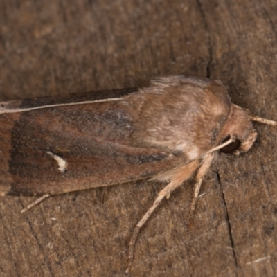 Proteuxoa (genus) (A Noctuid moth) at Melba, ACT - 24 Apr 2022 by kasiaaus