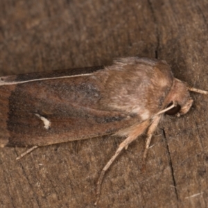 Proteuxoa (genus) at Melba, ACT - 24 Apr 2022