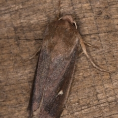 Proteuxoa (genus) at Melba, ACT - 24 Apr 2022